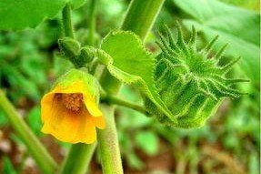 娱乐吃瓜酱云南的花,揭秘娱乐界的“瓜田”盛景